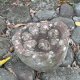 52- Sculpture d'un panier de tetes coupees 